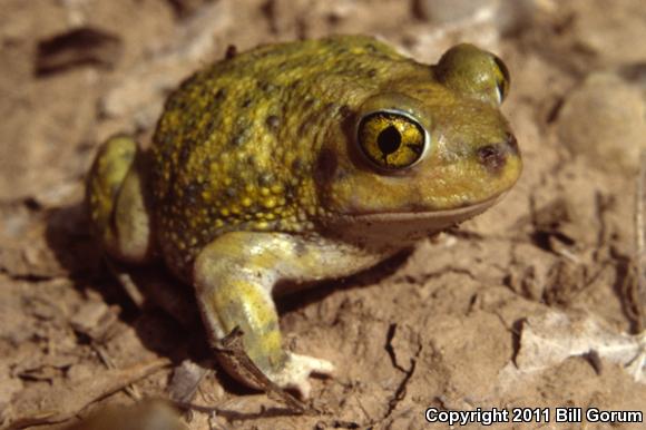 Couch's Spadefoot (Scaphiopus couchii)