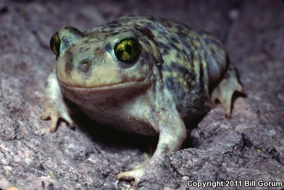 Couch's Spadefoot (Scaphiopus couchii)