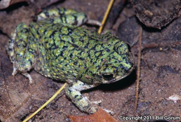 Western Green Toad (Anaxyrus debilis insidior)