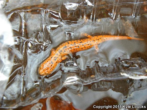 Northern Red Salamander (Pseudotriton ruber ruber)