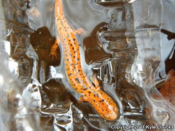 Northern Red Salamander (Pseudotriton ruber ruber)