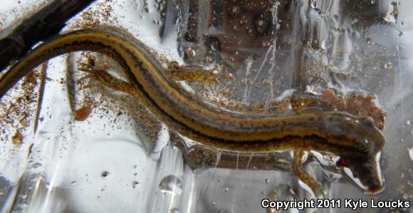 Northern Two-lined Salamander (Eurycea bislineata)