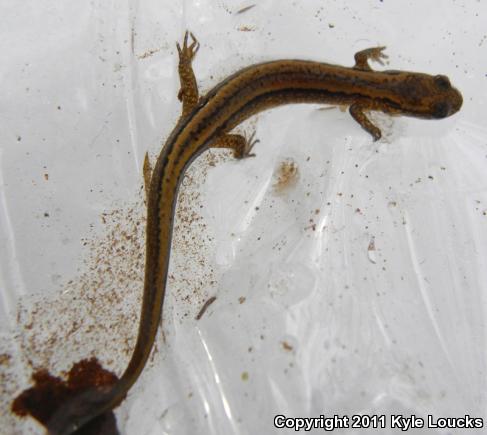 Northern Two-lined Salamander (Eurycea bislineata)