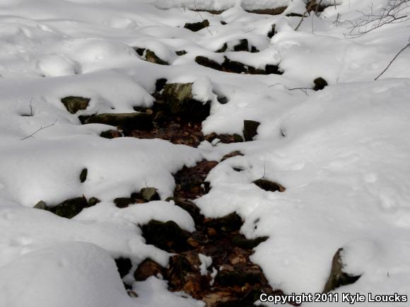 Northern Two-lined Salamander (Eurycea bislineata)