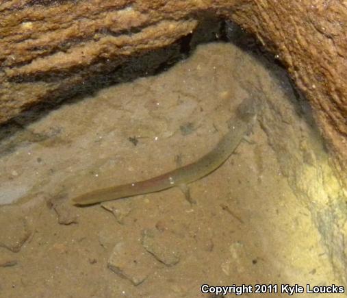 Northern Red Salamander (Pseudotriton ruber ruber)