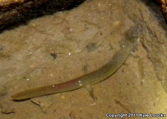 Northern Red Salamander (Pseudotriton ruber ruber)