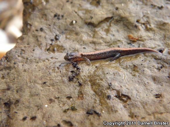 Eastern Red-backed Salamander (Plethodon cinereus)