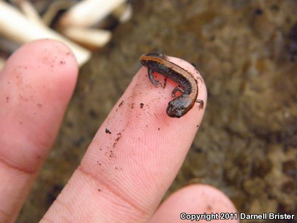 Eastern Red-backed Salamander (Plethodon cinereus)