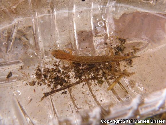 Northern Two-lined Salamander (Eurycea bislineata)