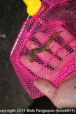 Northern Red Salamander (Pseudotriton ruber ruber)