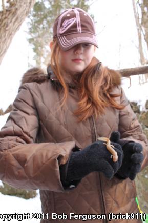 Northern Red Salamander (Pseudotriton ruber ruber)