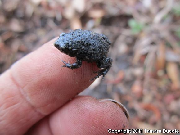 Eastern Narrow-mouthed Toad (Gastrophryne carolinensis)