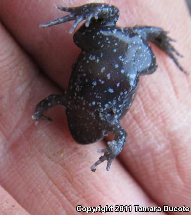 Eastern Narrow-mouthed Toad (Gastrophryne carolinensis)