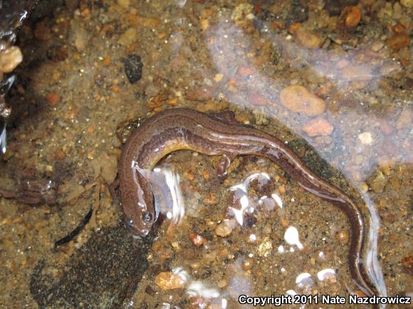 Northern Two-lined Salamander (Eurycea bislineata)