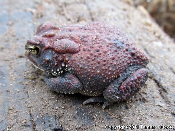 Southern Toad (Anaxyrus terrestris)