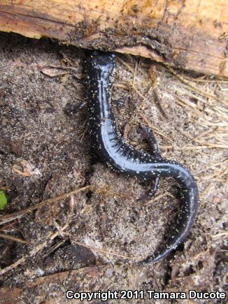 Mississippi Slimy Salamander (Plethodon mississippi)