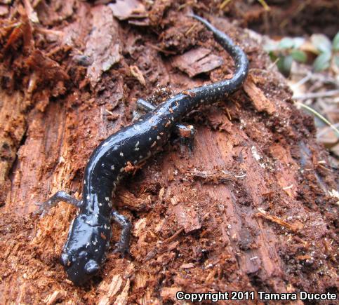 Mississippi Slimy Salamander (Plethodon mississippi)