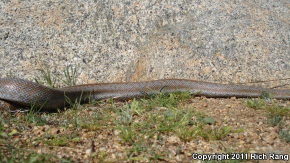 Coastal Rosy Boa (Lichanura trivirgata roseofusca)