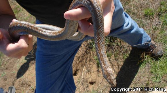 Coastal Rosy Boa (Lichanura trivirgata roseofusca)