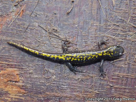 Long-toed Salamander (Ambystoma macrodactylum)