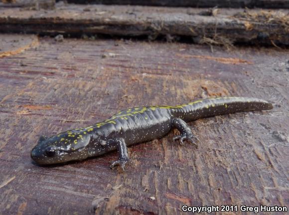 Long-toed Salamander (Ambystoma macrodactylum)