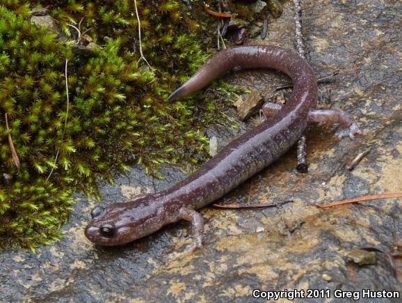 Scott Bar Salamander (Plethodon asupak)