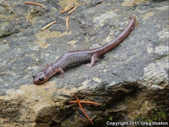 Scott Bar Salamander (Plethodon asupak)