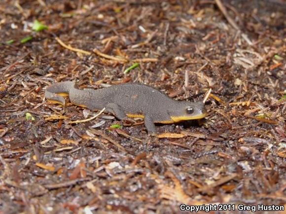 Rough-skinned Newt (Taricha granulosa)