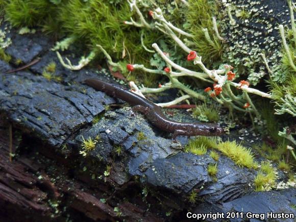 Siskiyou Mountains Salamander (Plethodon stormi)