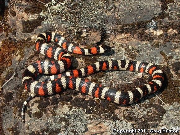 California Mountain Kingsnake (Lampropeltis zonata)