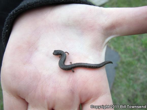 Garden Slender Salamander (Batrachoseps major)