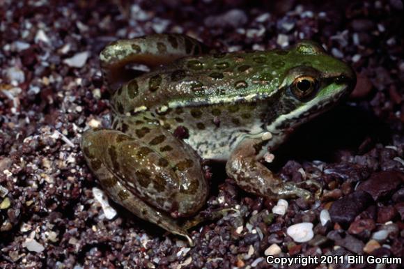 Northwest Mexico Leopard Frog (Lithobates magnaocularis)