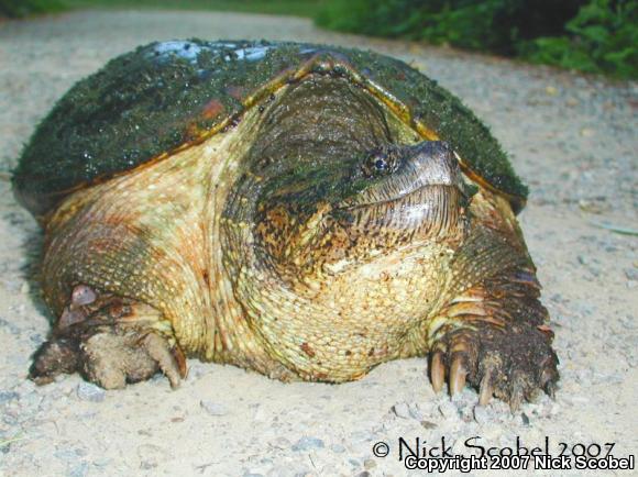 Eastern Snapping Turtle (Chelydra serpentina serpentina)