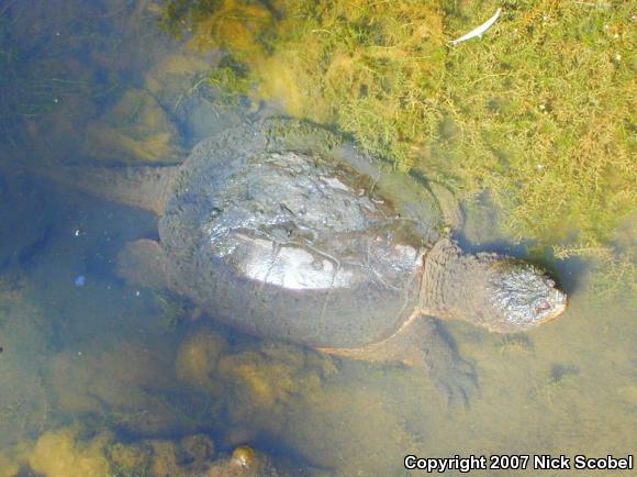 Eastern Snapping Turtle (Chelydra serpentina serpentina)