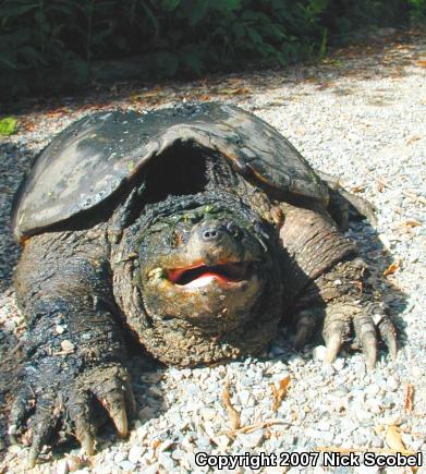 Eastern Snapping Turtle (Chelydra serpentina serpentina)