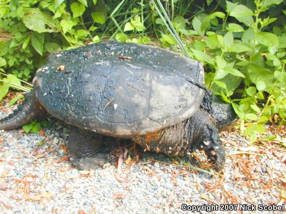 Eastern Snapping Turtle (Chelydra serpentina serpentina)