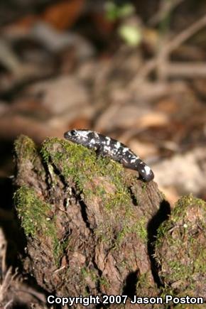 Marbled Salamander (Ambystoma opacum)