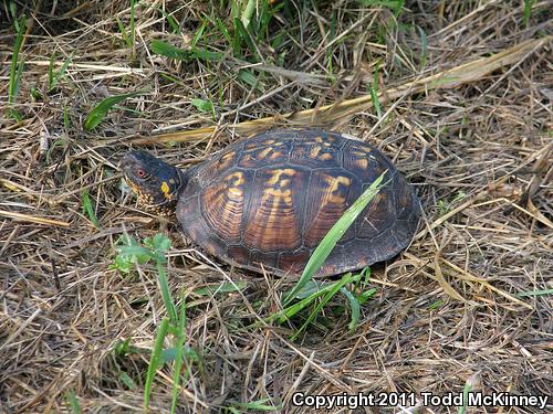 Eastern Box Turtle (Terrapene carolina carolina)