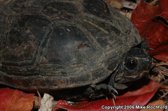 Florida Mud Turtle (Kinosternon subrubrum steindachneri)