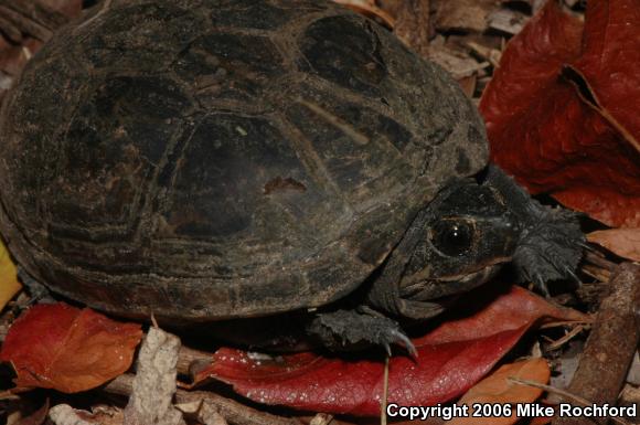 Florida Mud Turtle (Kinosternon subrubrum steindachneri)