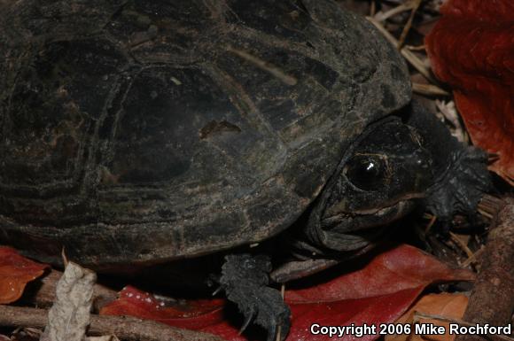 Florida Mud Turtle (Kinosternon subrubrum steindachneri)