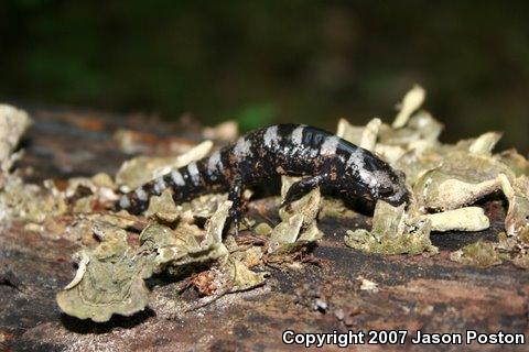 Marbled Salamander (Ambystoma opacum)