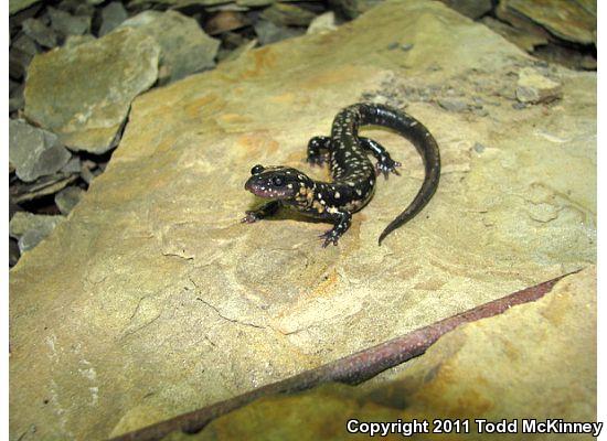 Cumberland Plateau Salamander (Plethodon kentucki)