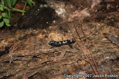 Marbled Salamander (Ambystoma opacum)