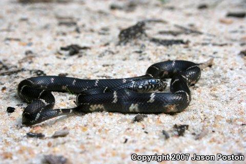 Eastern Kingsnake (Lampropeltis getula getula)