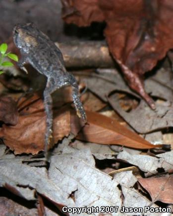 Southern Toad (Anaxyrus terrestris)