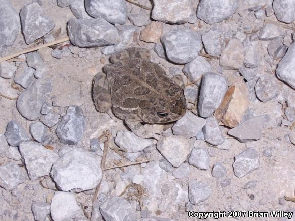 Great Plains Toad (Anaxyrus cognatus)