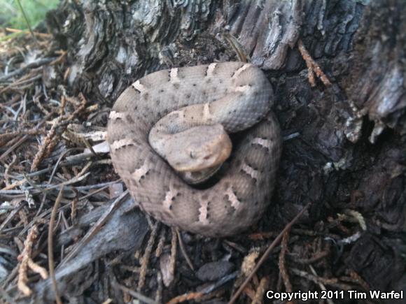 New Mexico Ridge-nosed Rattlesnake (Crotalus willardi obscurus)