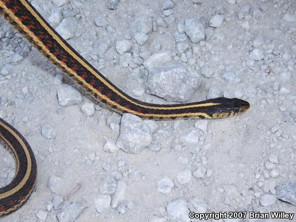 Red-sided Gartersnake (Thamnophis sirtalis parietalis)