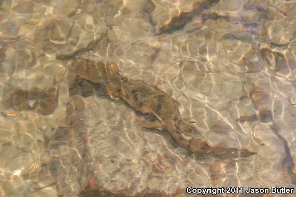 Eastern Hellbender (Cryptobranchus alleganiensis alleganiensis)